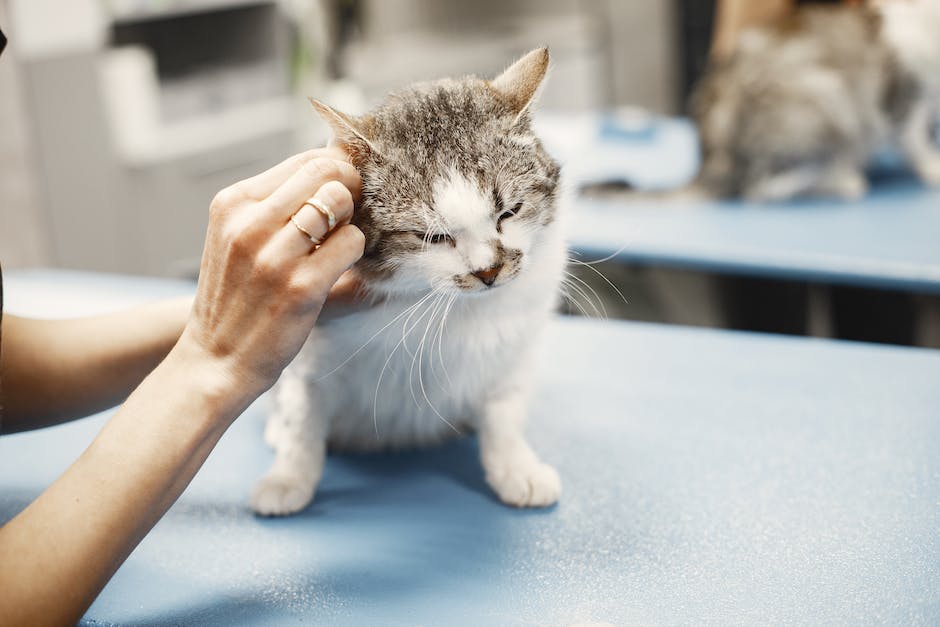 How Much Is A Vet Visit For A Cat Without Insurance